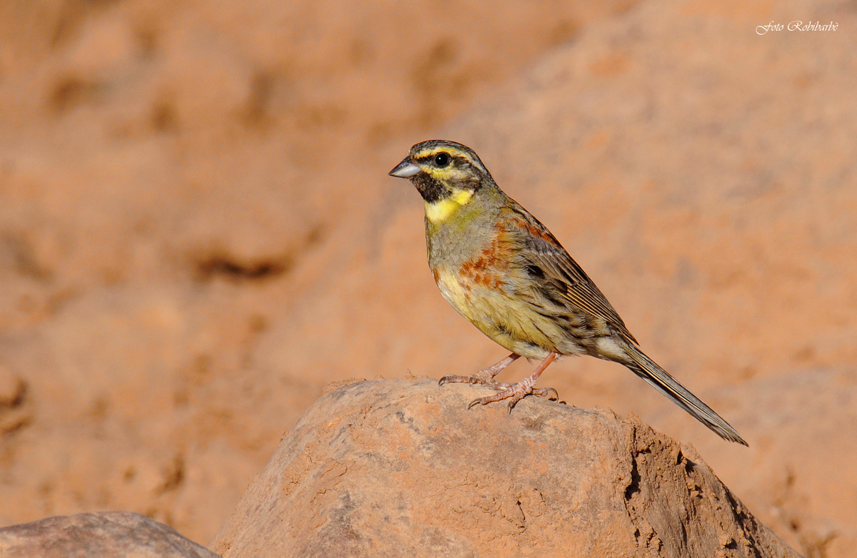 Zigolo nero d'argilla...