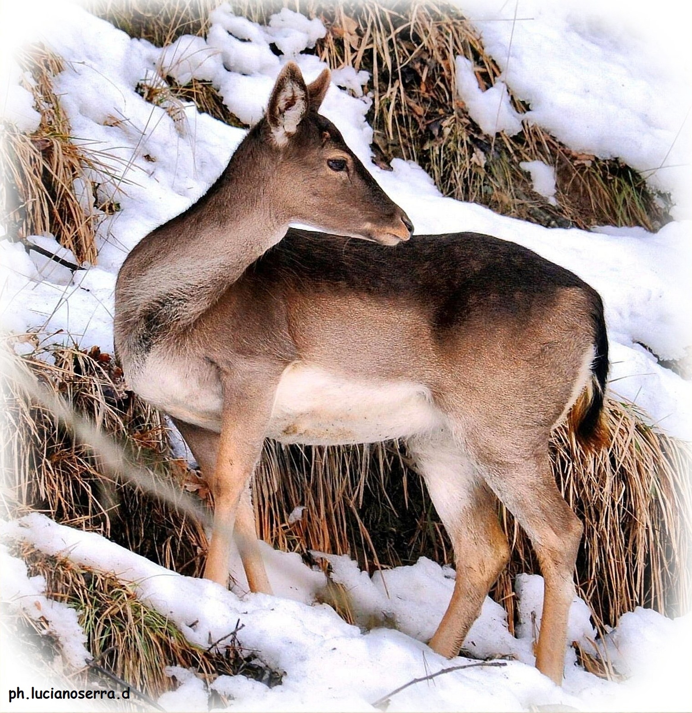 Daino sull'Appennino Bolognese