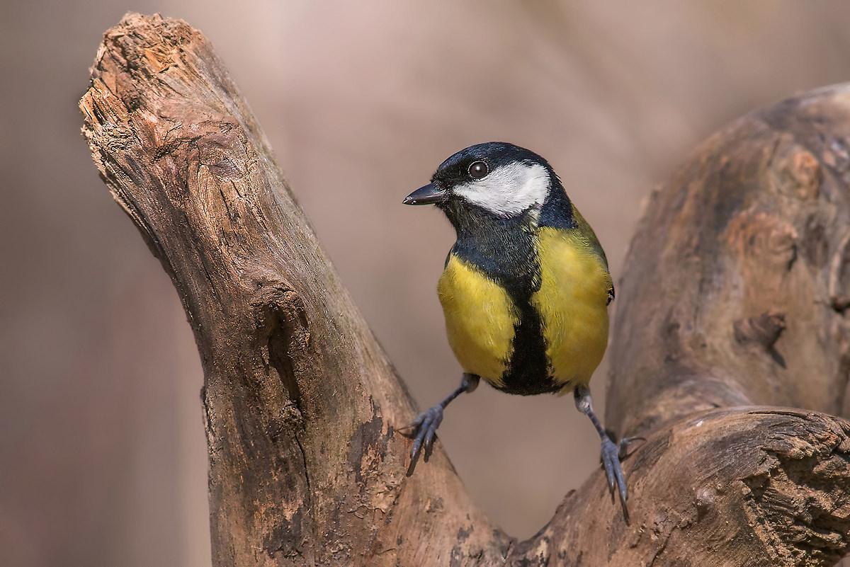 cinciallegra divaricata