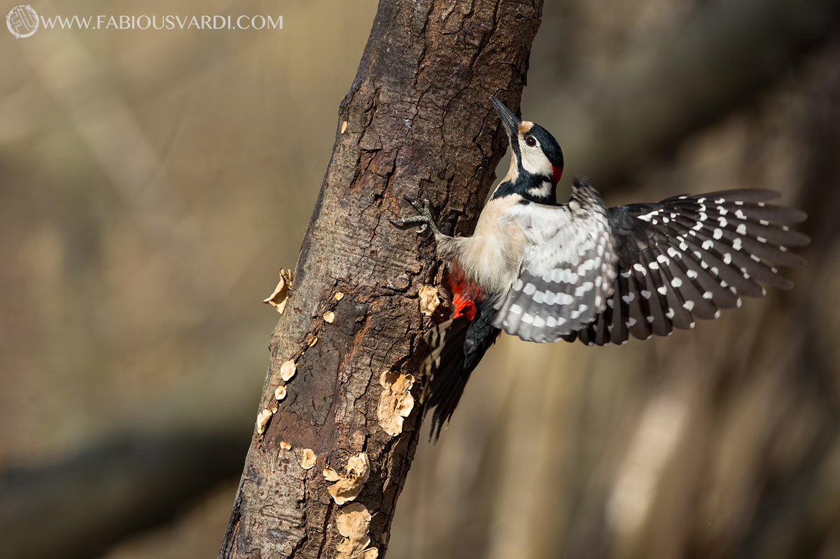 Dendrocopos major (Great Spotted Woodpecker)