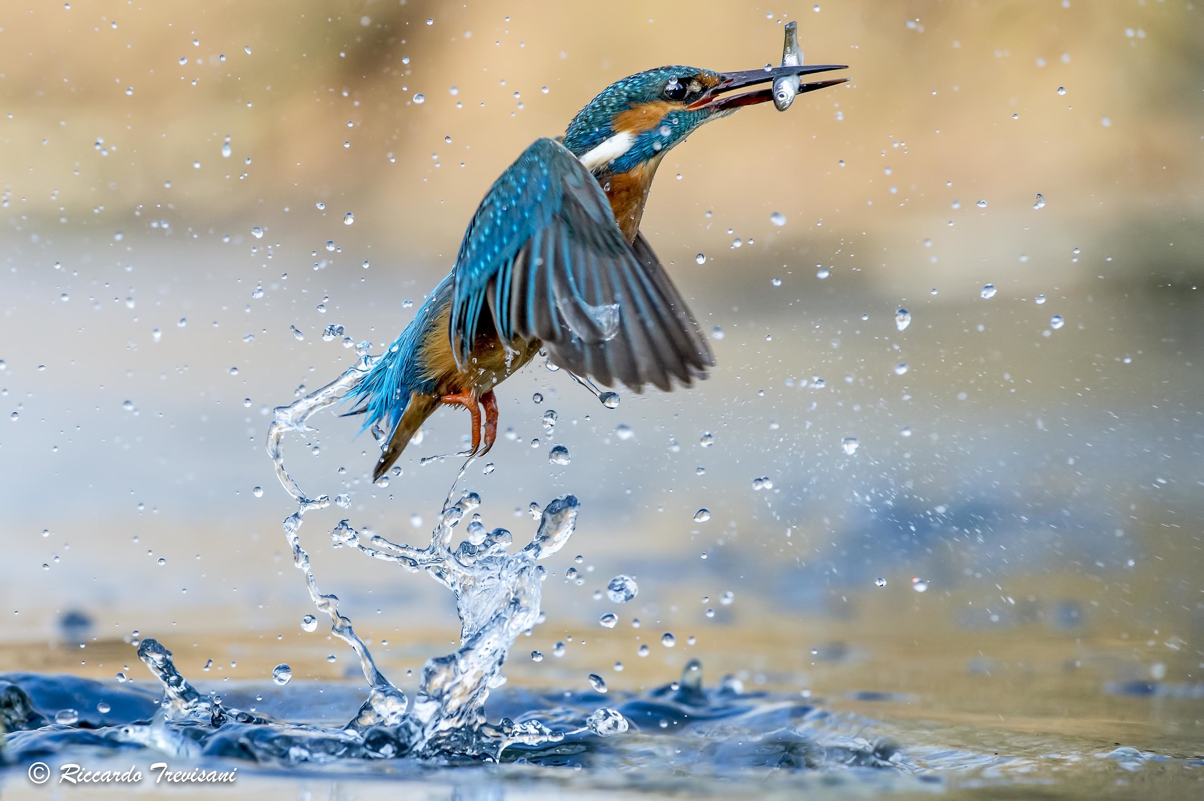 kingfisher