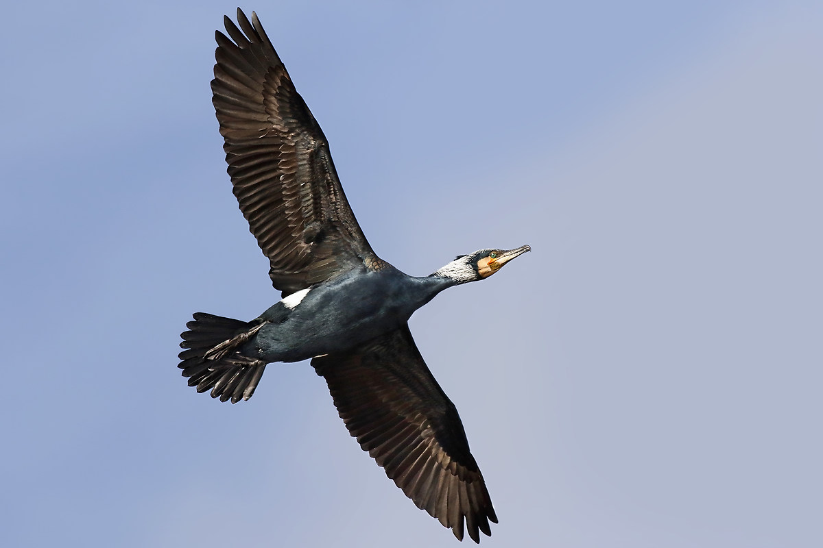 Cormorant in flight