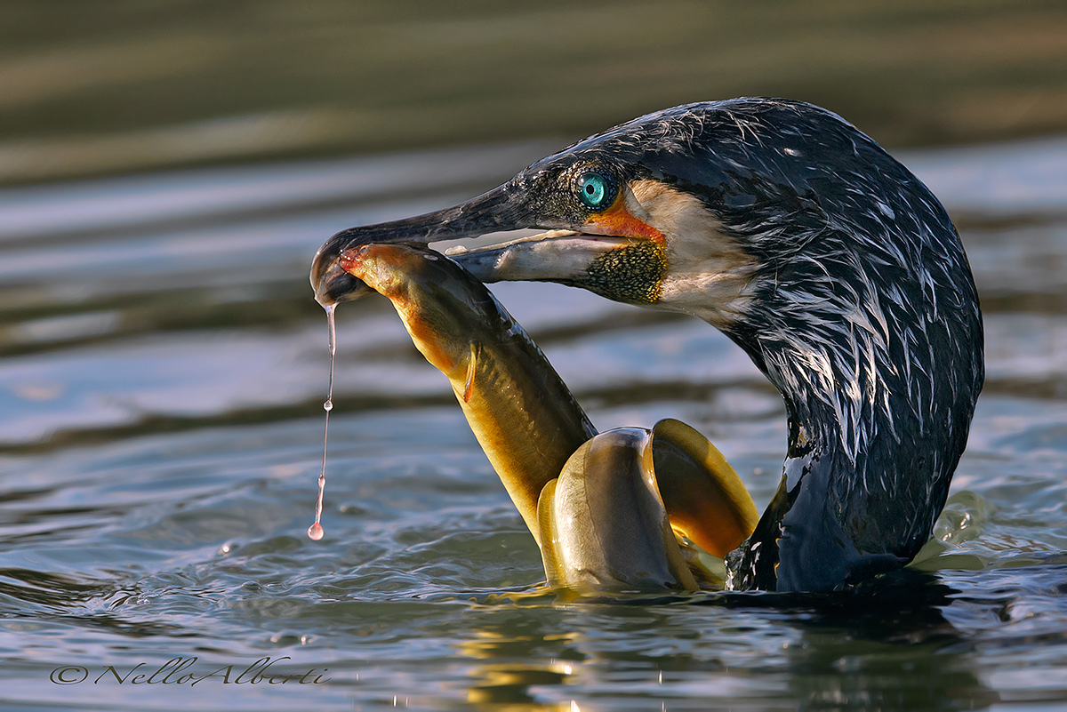 cormorano a caccia nuova cattura