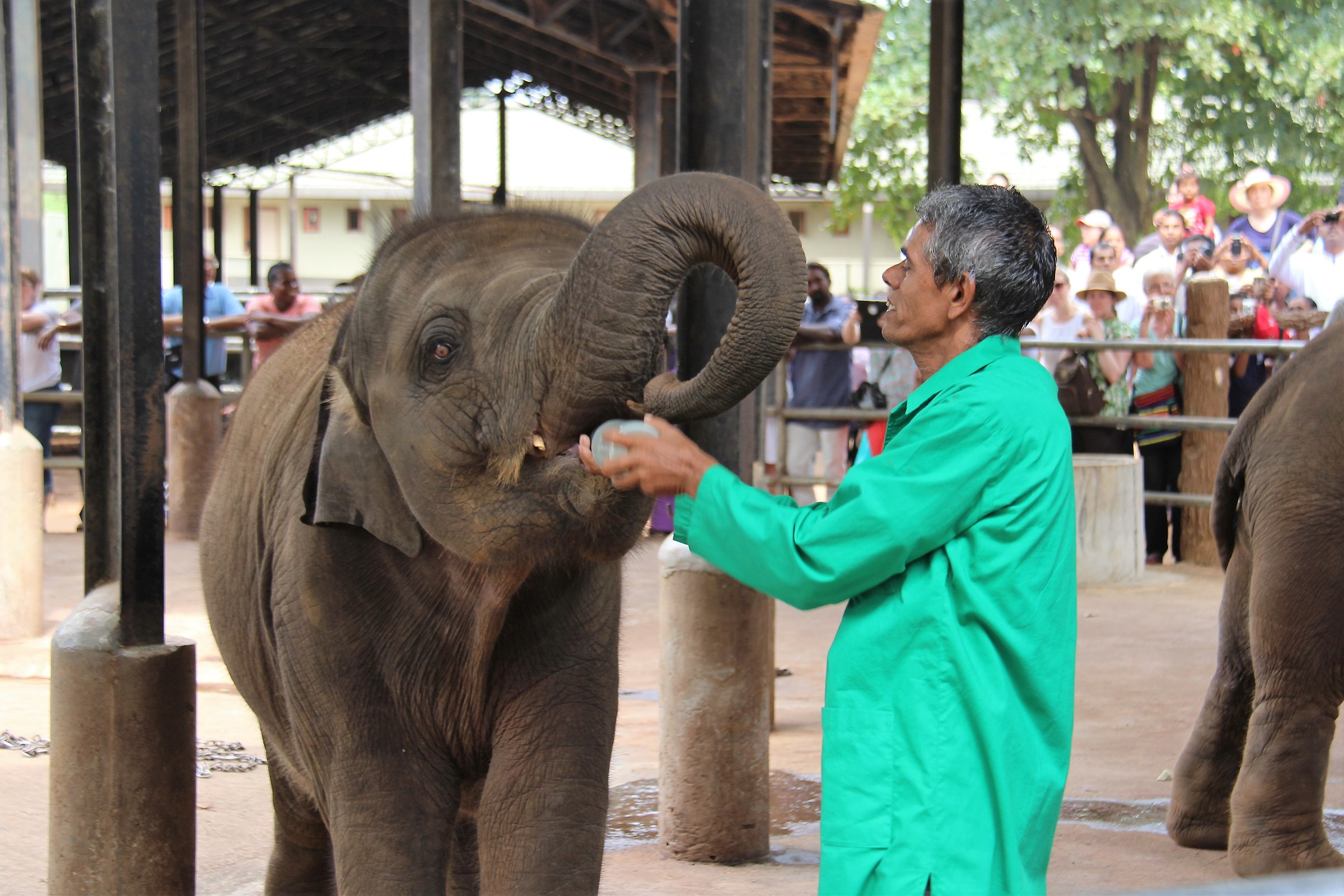 SRI lanka Pinnawela la poppata dell'elefantino