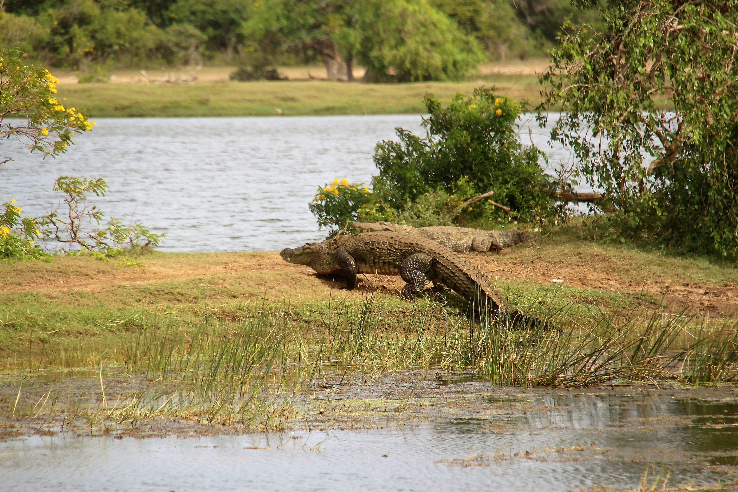 SRI lanka Jala national park