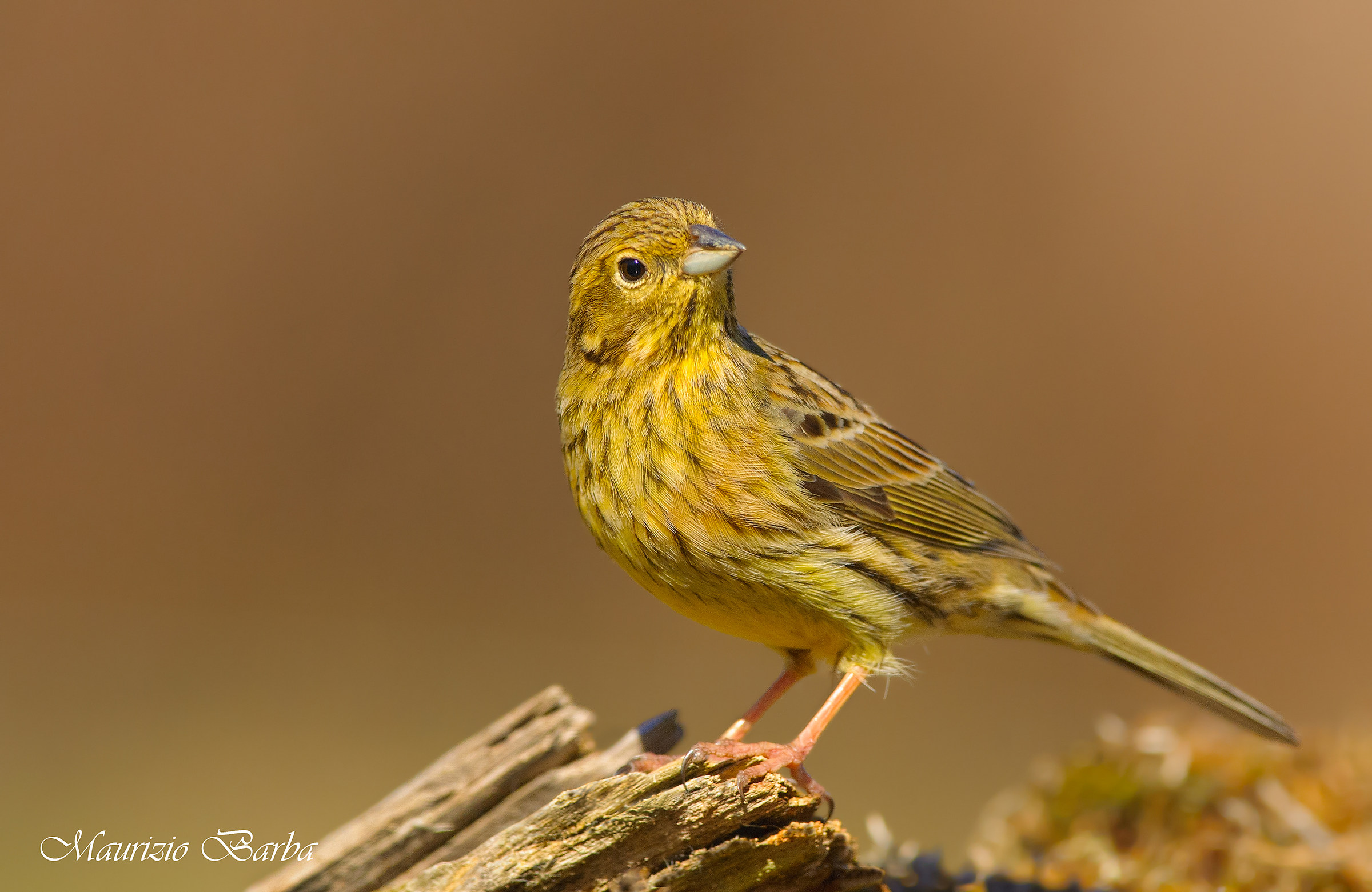 Zigolo nero  femmina