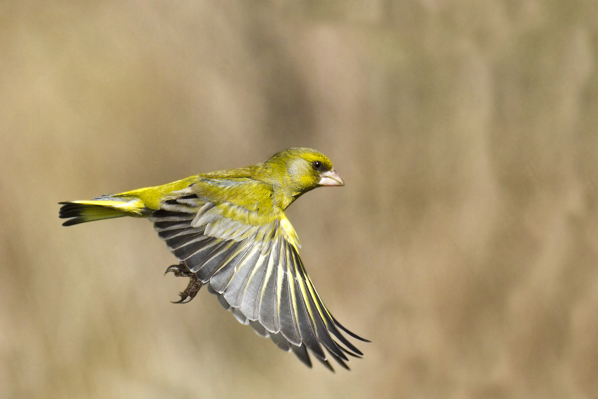 Verdone on the fly ......