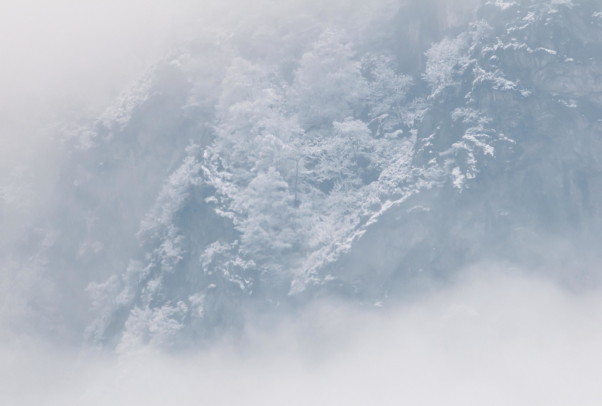 delicata china giapponese