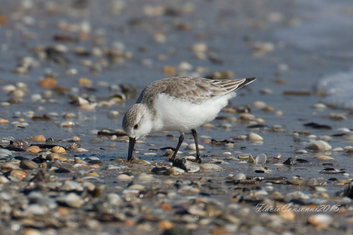 Sanderling