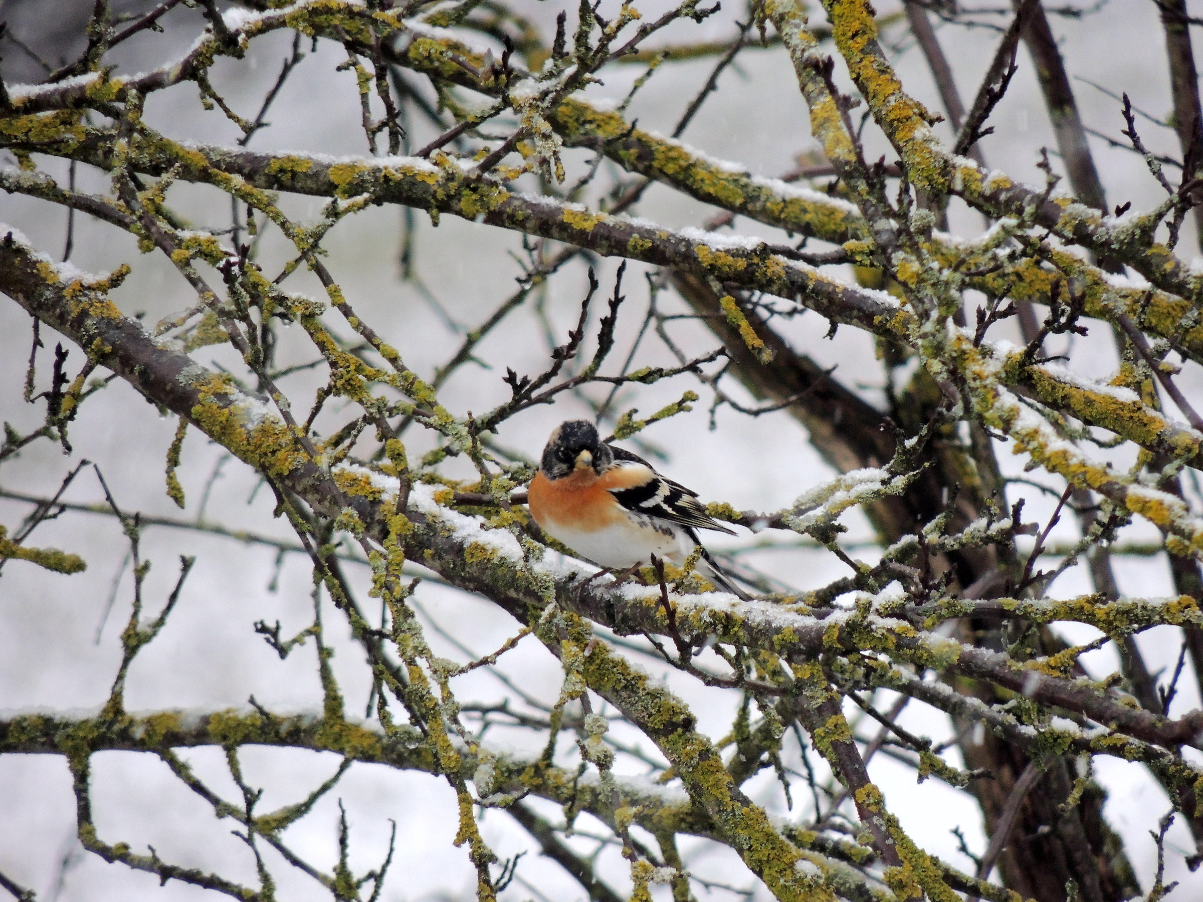 peppola sotto la neve