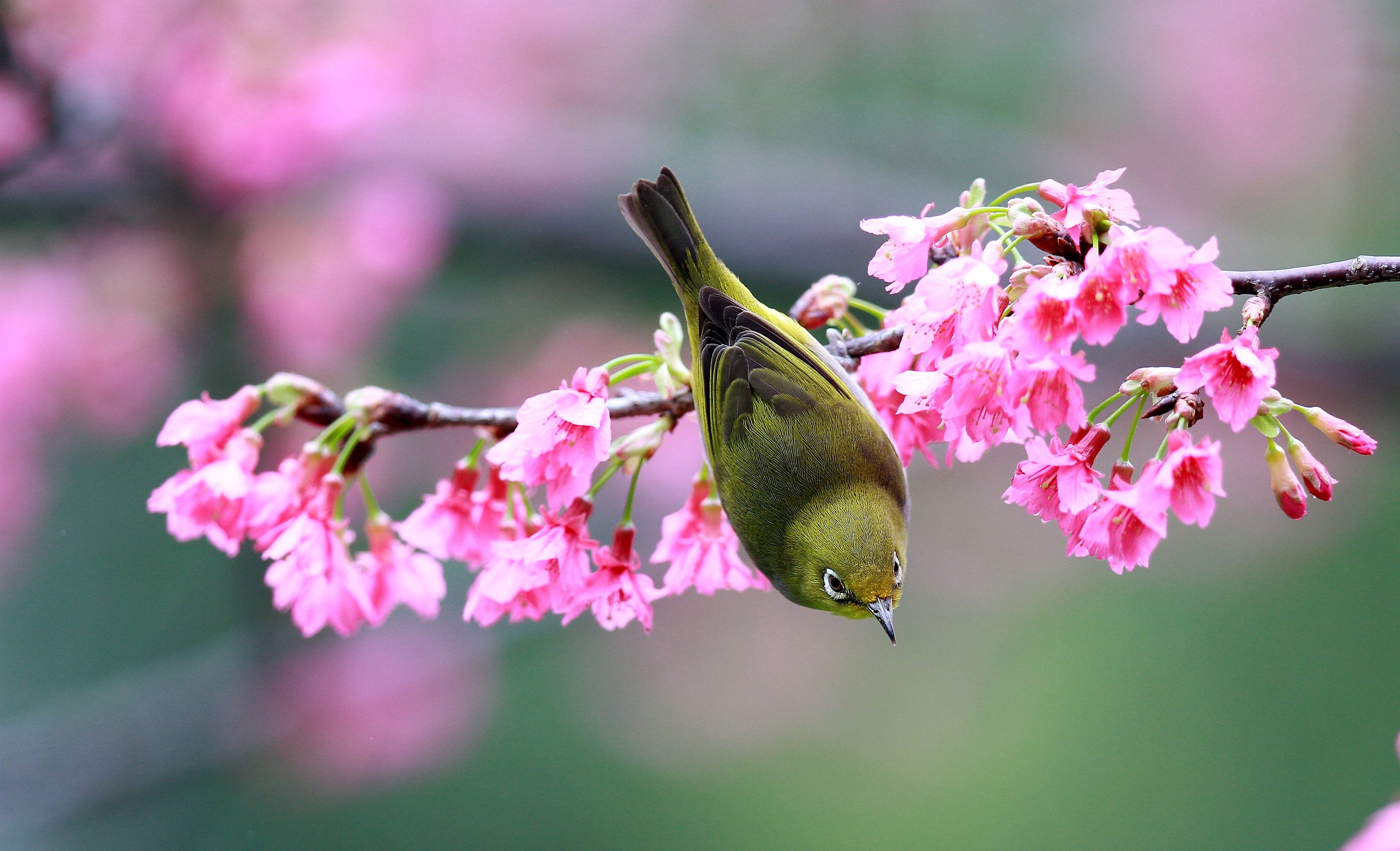 Bianco Eye (Zosterops japonicus)