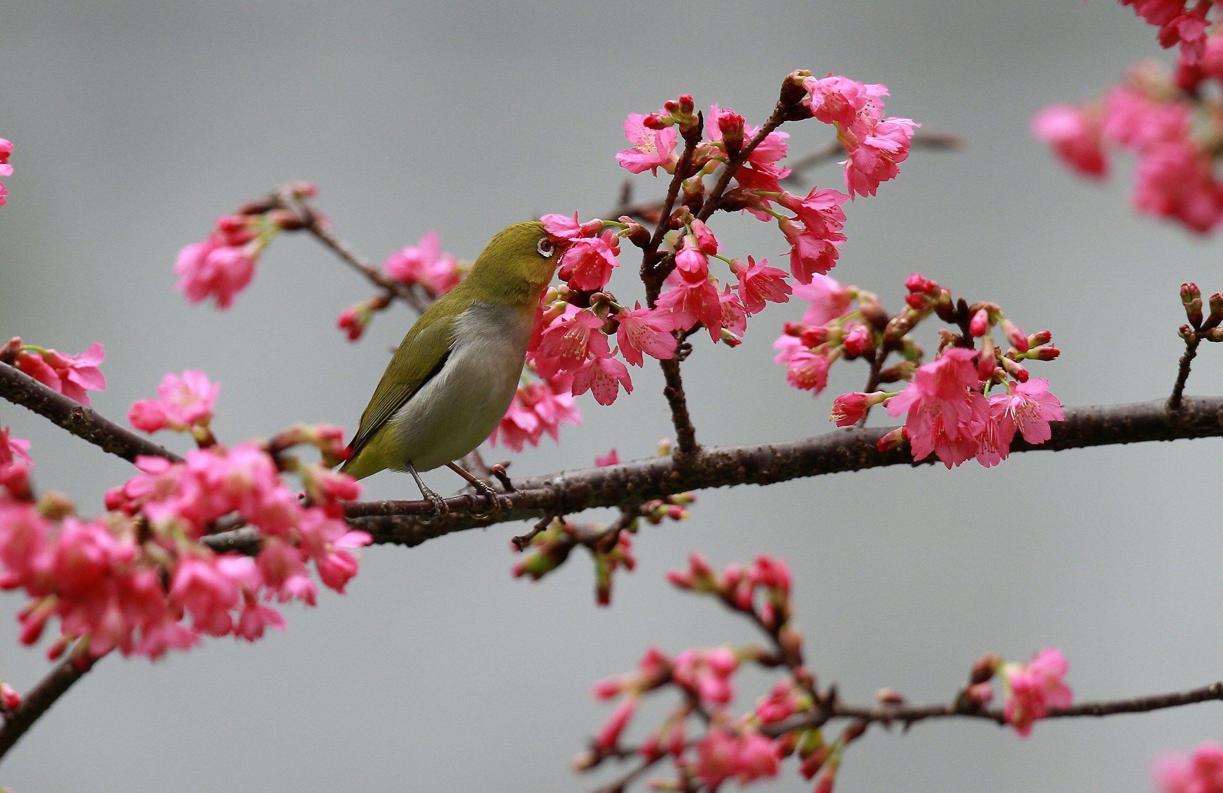 White Eye (Zosterops japonicus)