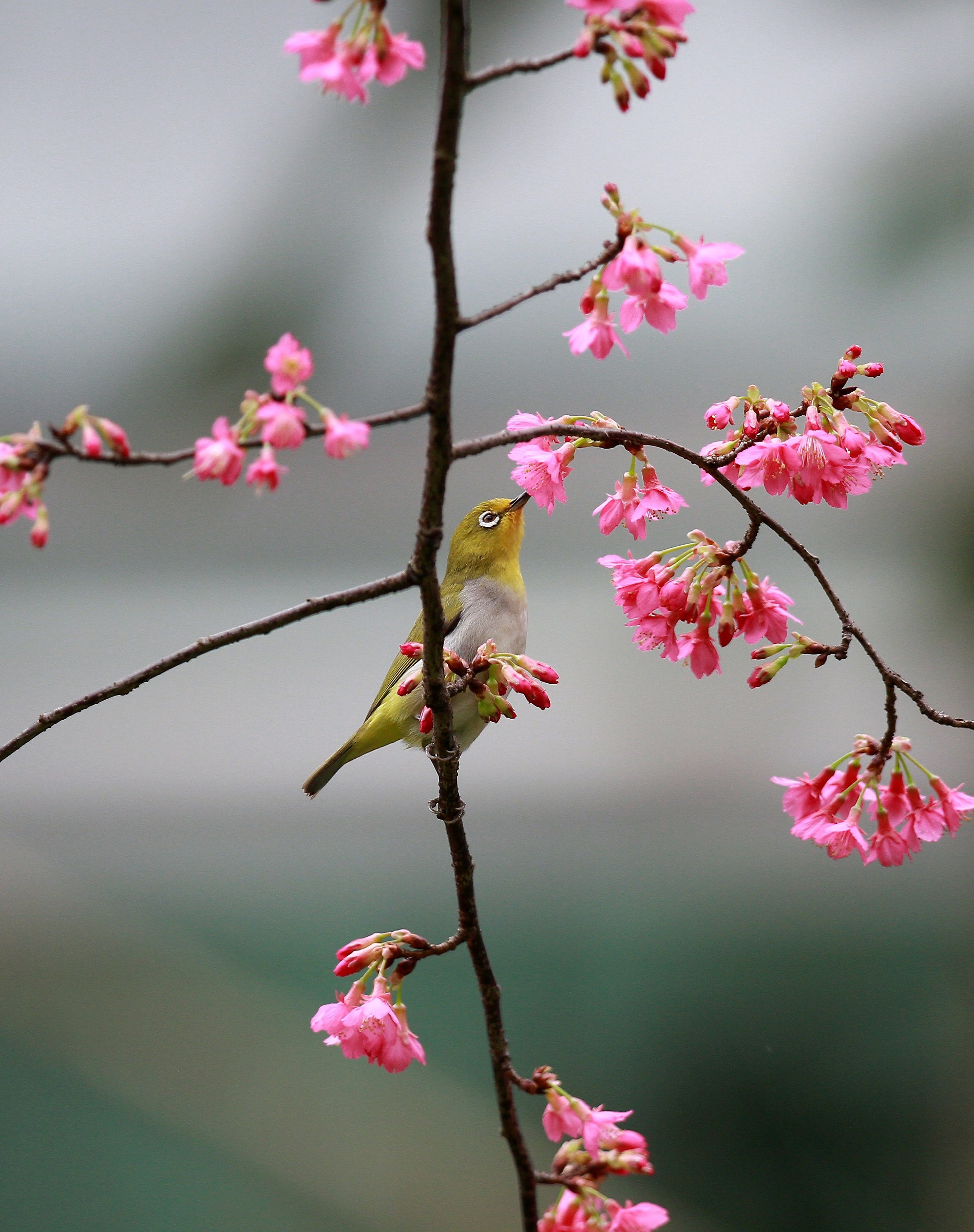 White Eye (Zosterops japonicus)