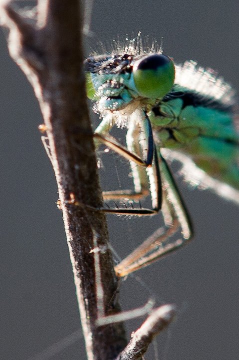 libellula controluce