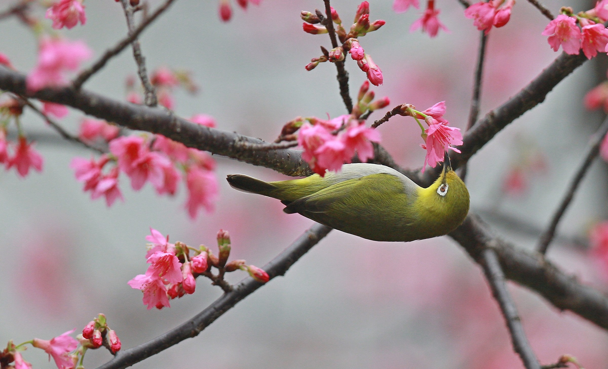 White Eye (Zosterops japonicus)