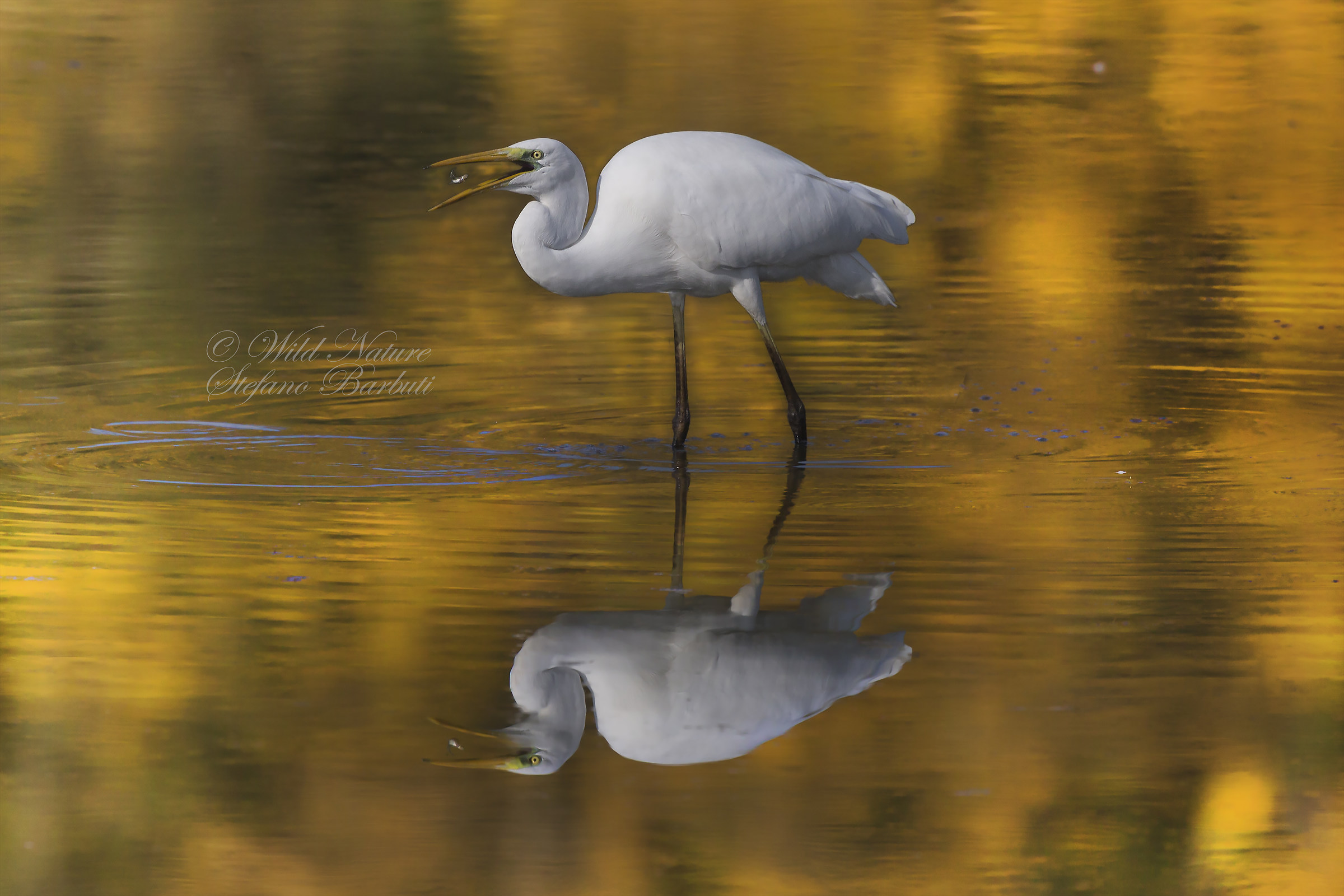 Non solo caccia......