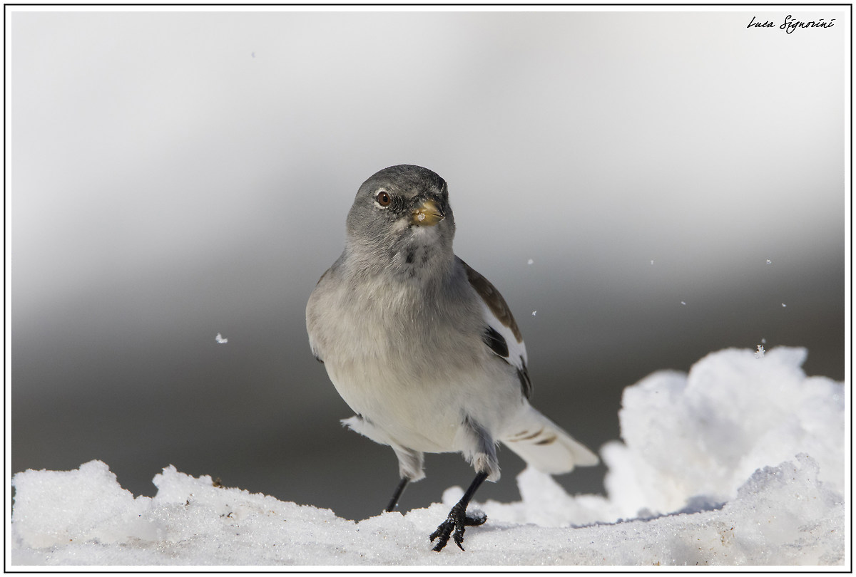 fringuello a spasso sulla neve
