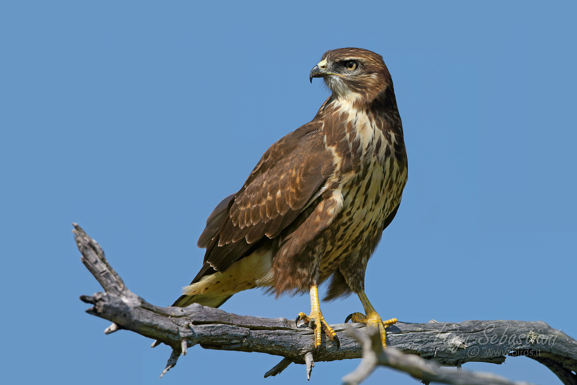 Poiana con didascalia da leggere