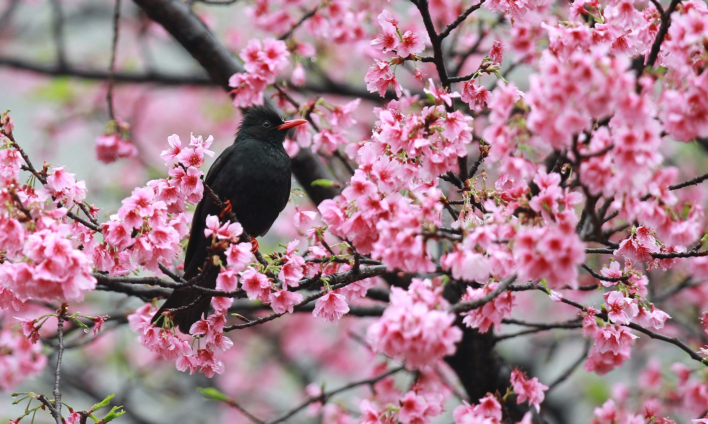 Black bulbul