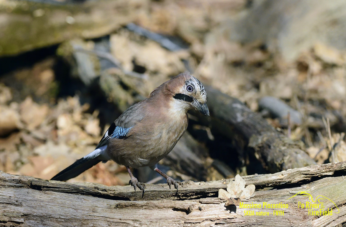 Ghiandaia (Garrulus glandarius)