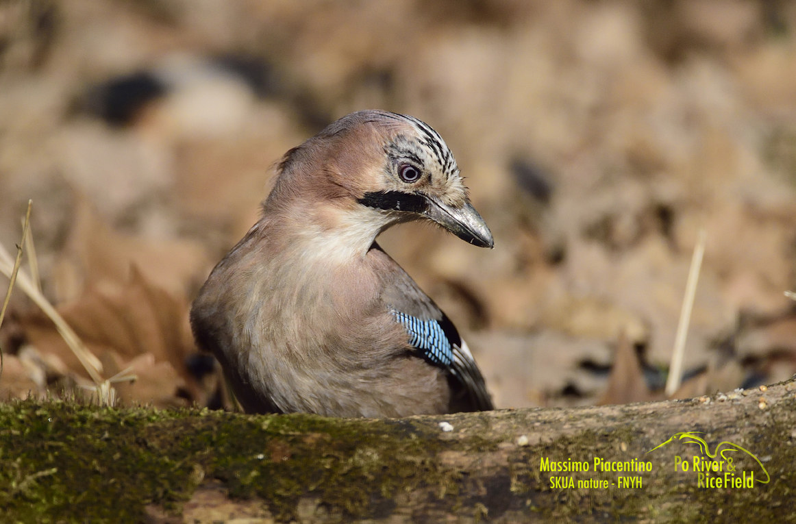 Ghiandaia (Garrulus glandarius)