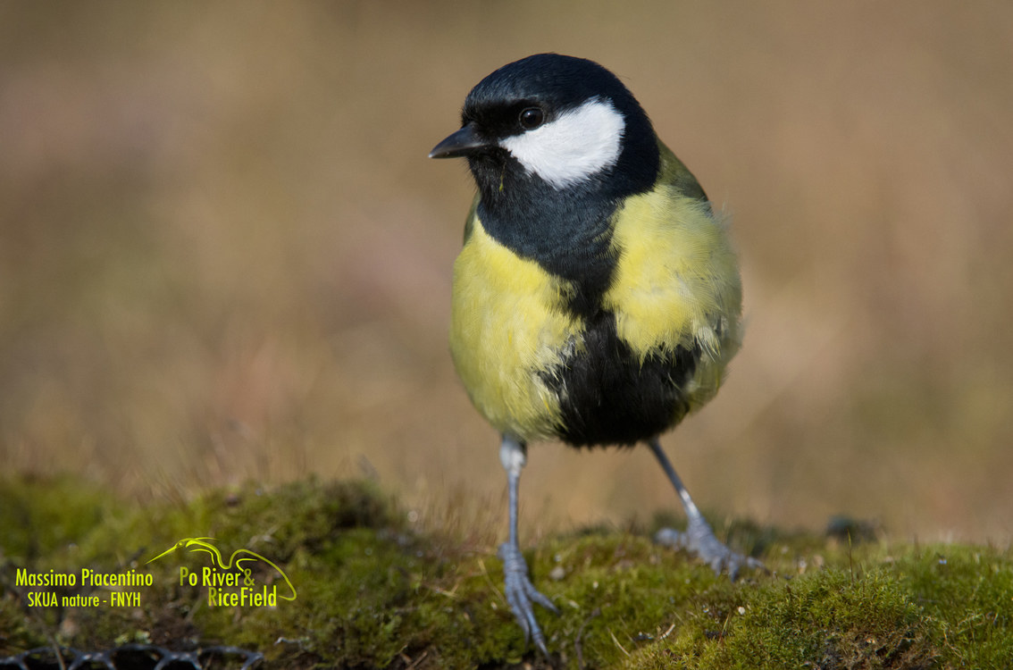 Cinciallegra(Parus major)