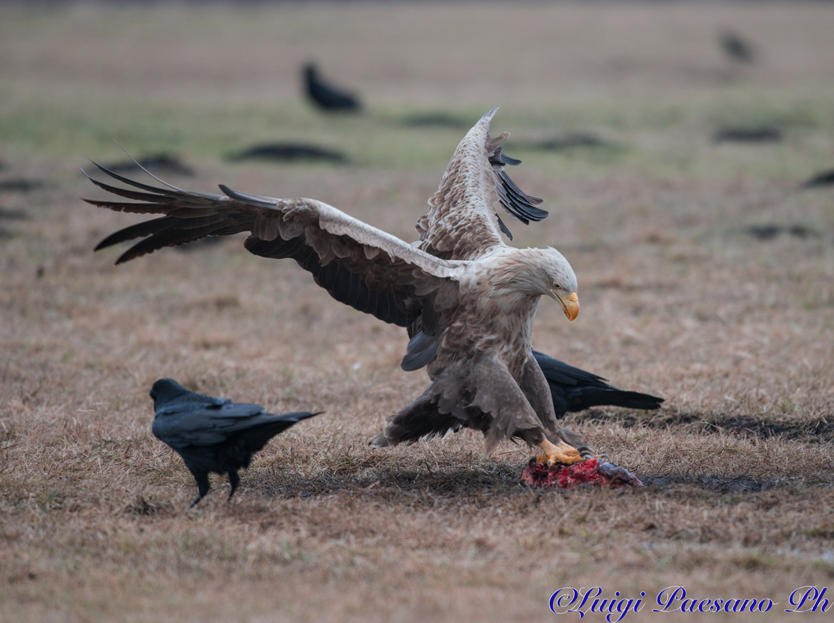 Gandalf - Aquila di Mare(Haliaeetus Albicilla)