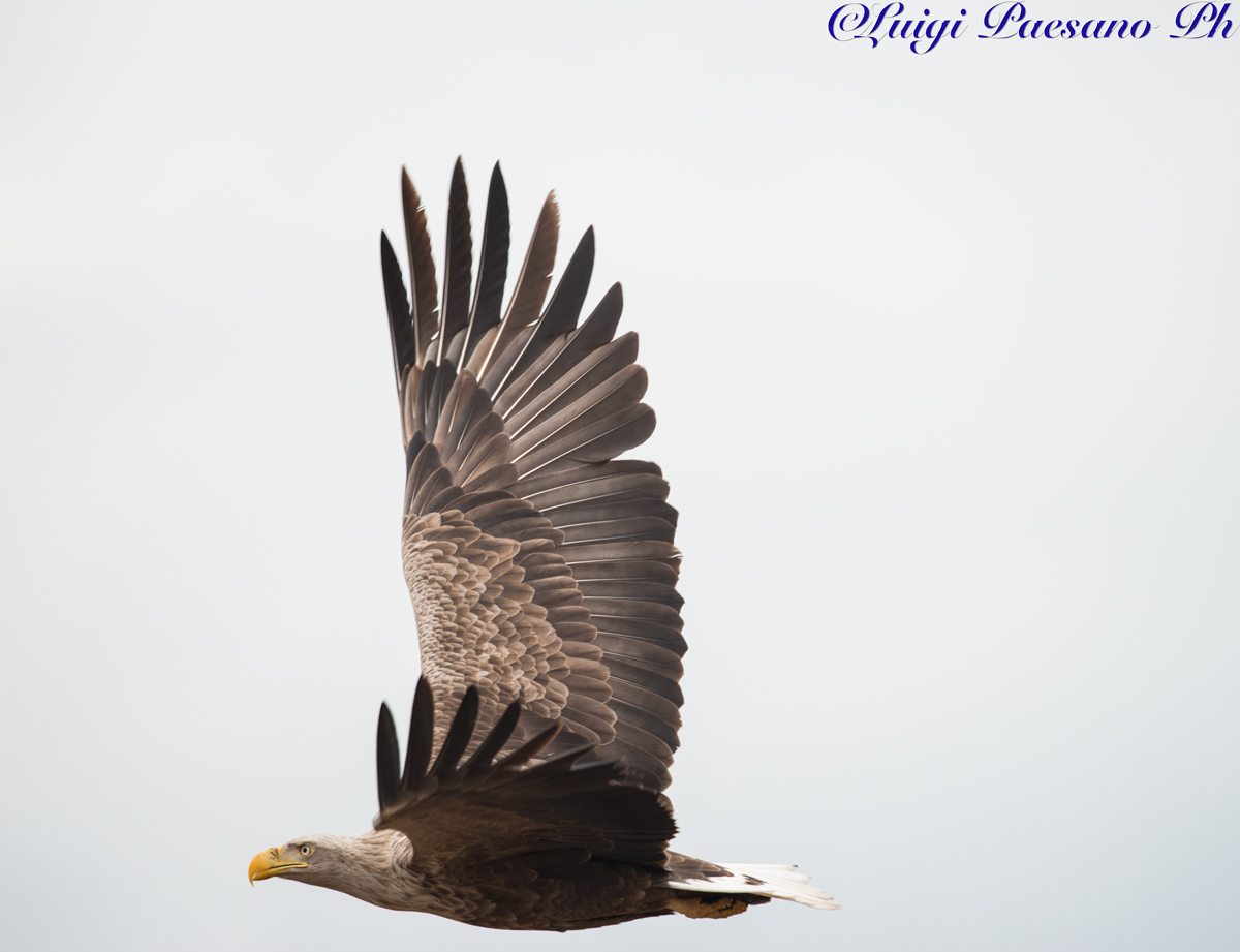 Gandalf - Aquila di Mare(Haliaeetus Albicilla)