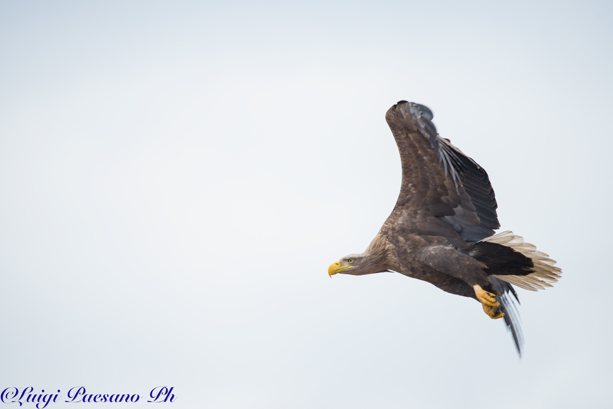 Gandalf - Aquila di Mare(Haliaeetus Albicilla)