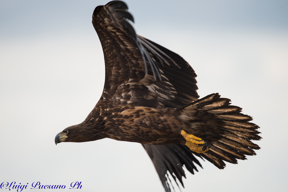 Aquila di Mare(Haliaeetus Albicilla)