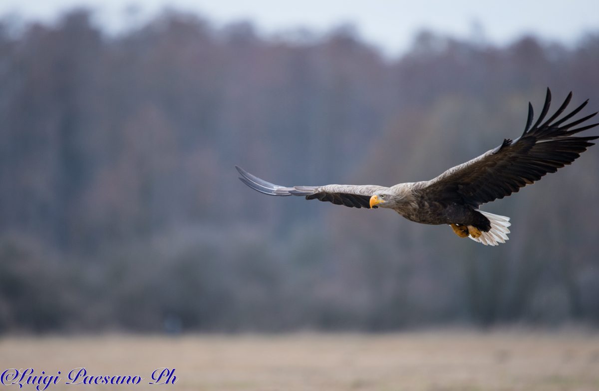 Gandalf - Sea Eagle (Haliaeetus albicilla)