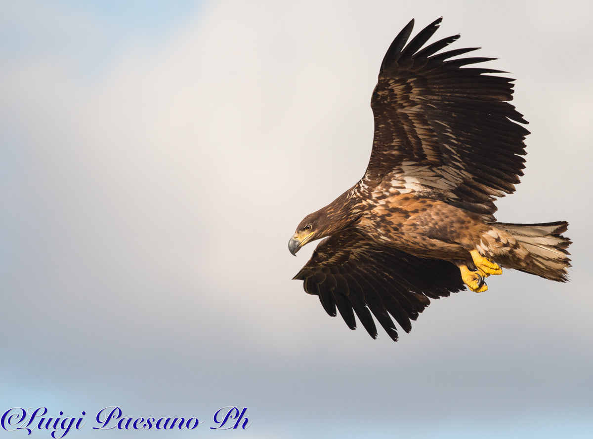 Aquila di Mare(Haliaeetus Albicilla)