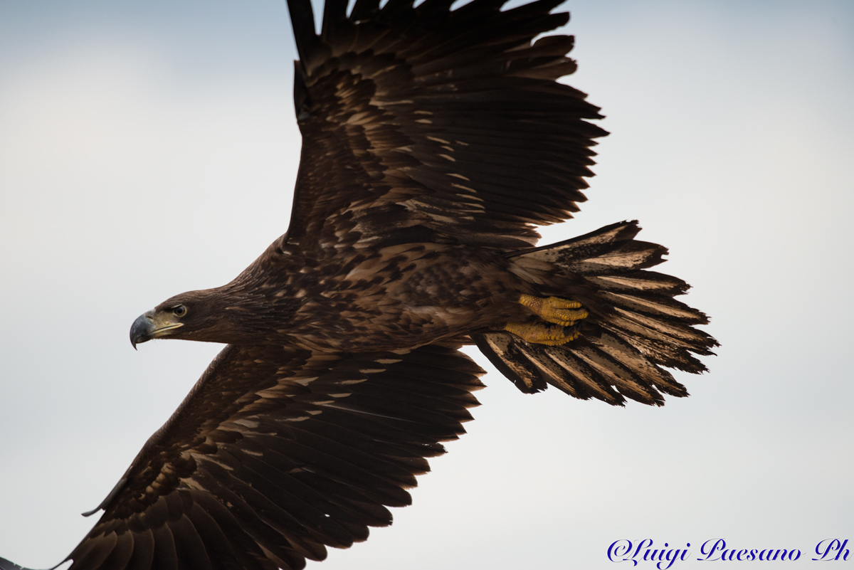 Sea Eagle (Haliaeetus albicilla)
