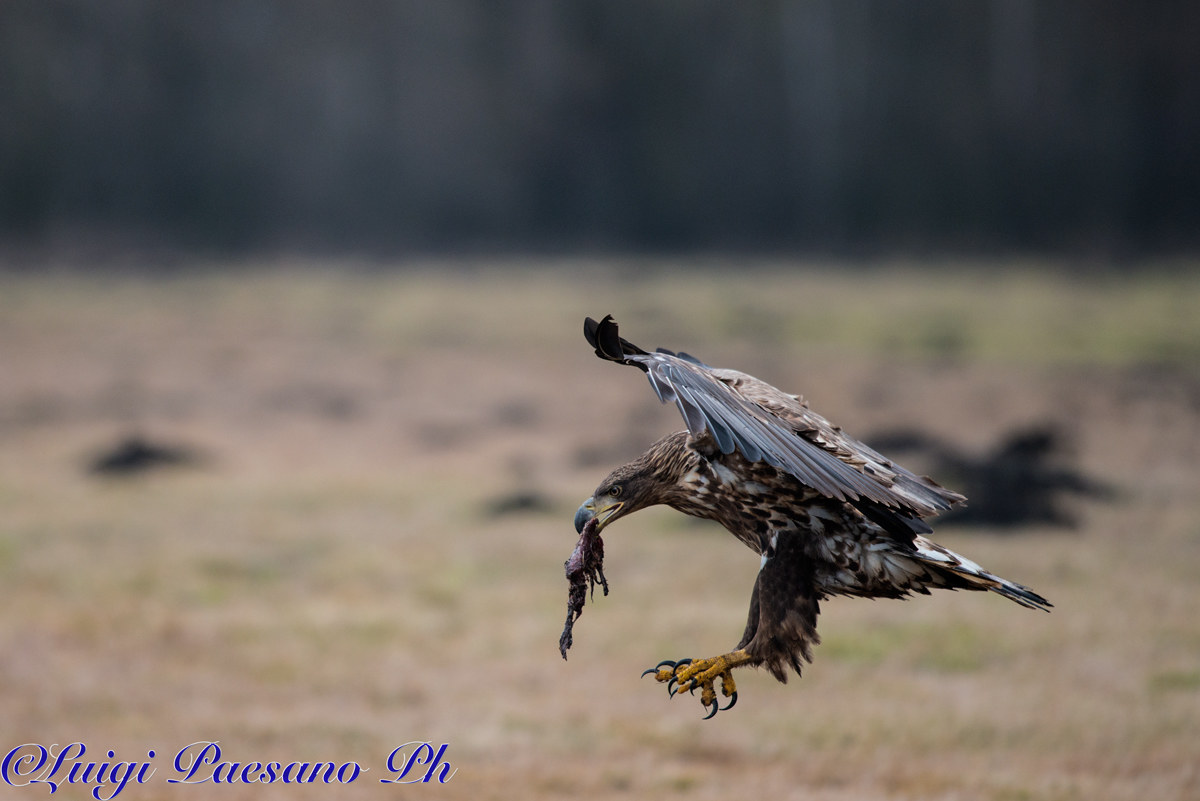 Sea Eagle (Haliaeetus albicilla)