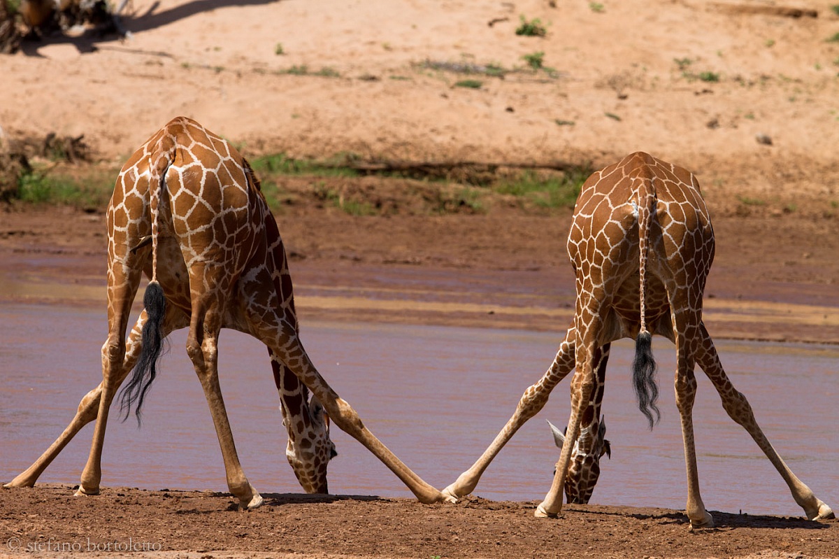 Giraffe: altro goccio in compagnia