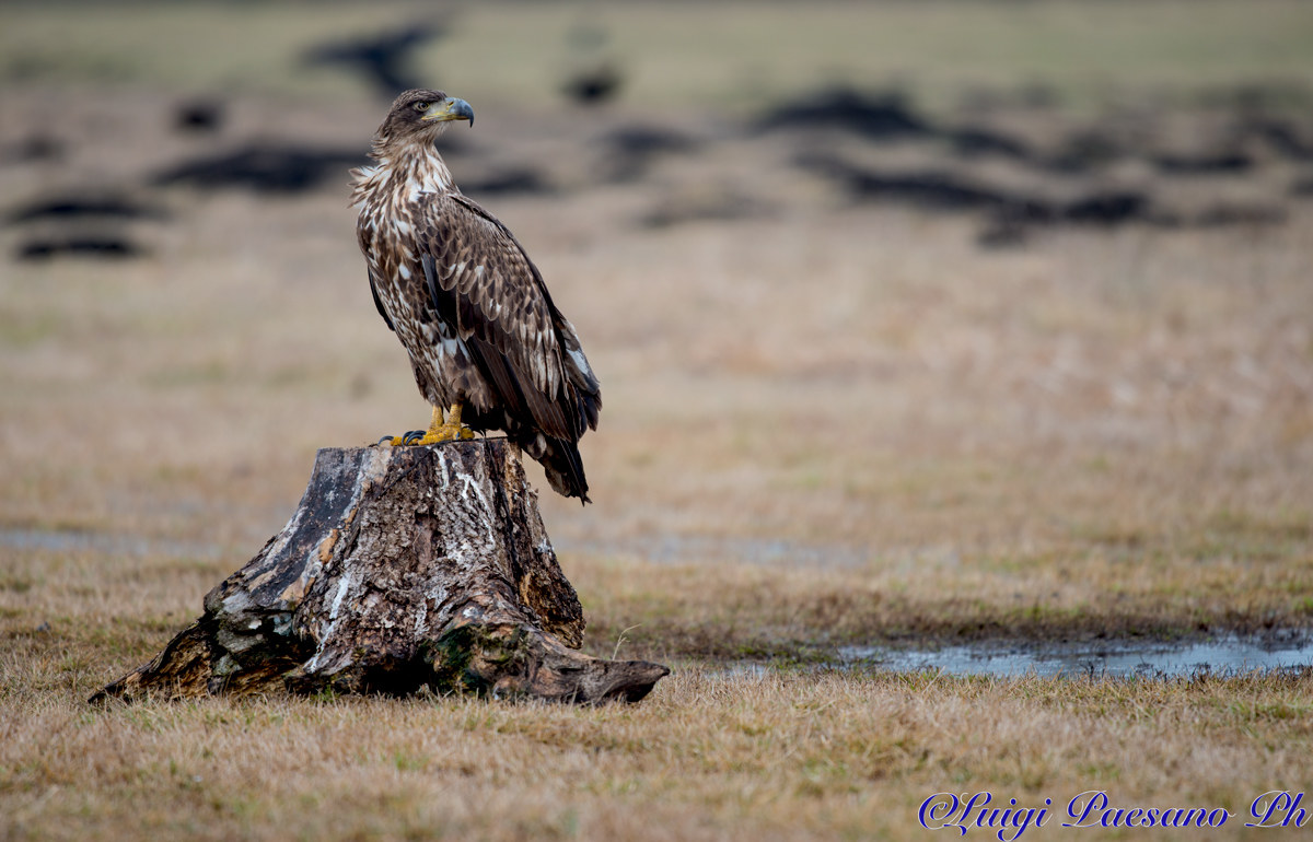 Aquila di Mare(Haliaeetus Albicilla)