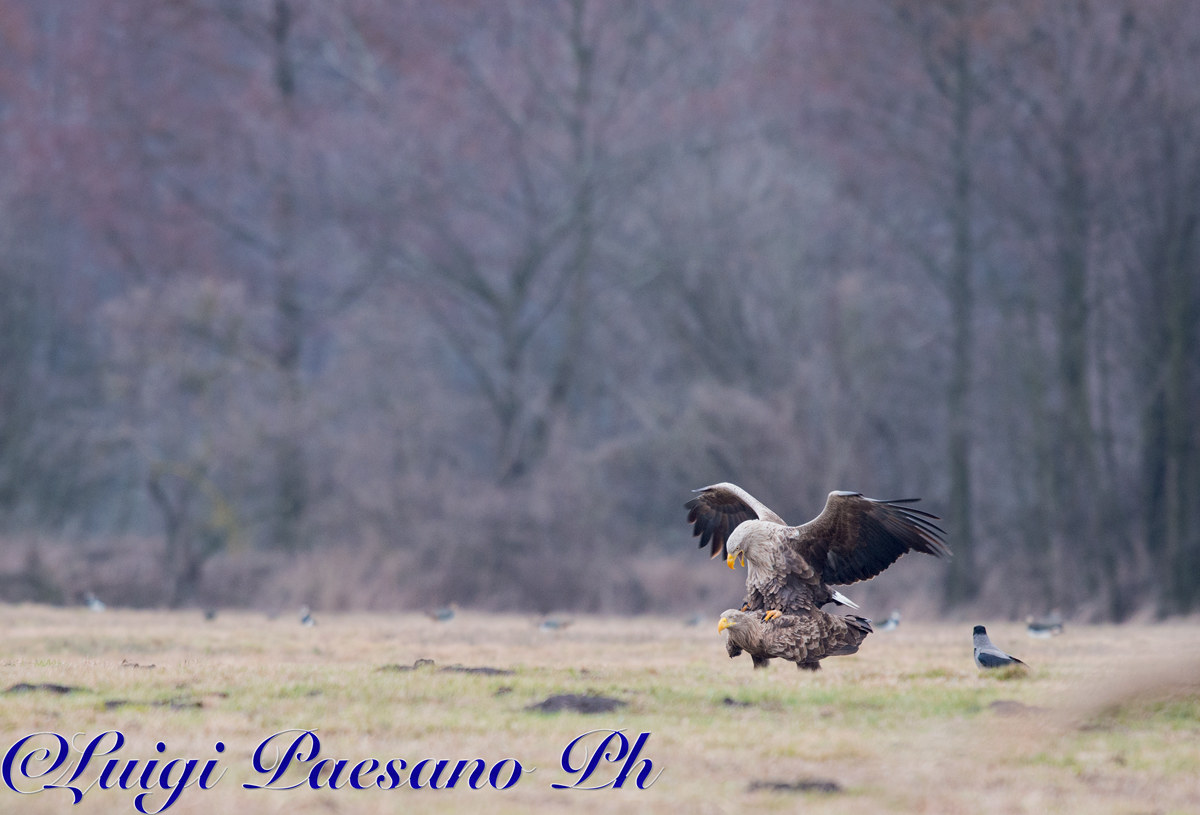 The mythical Gandalf - Sea Eagle (Haliaeetus albicilla