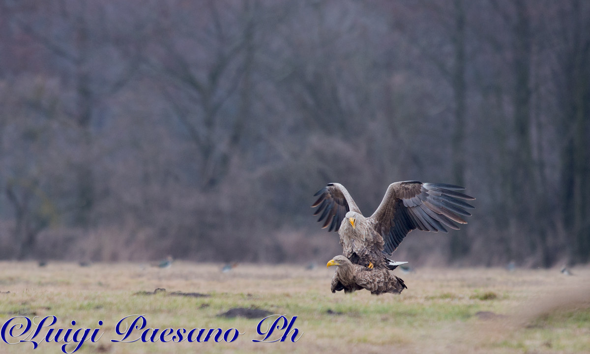 The mythical Gandalf - Sea Eagle (Haliaeetus albicilla