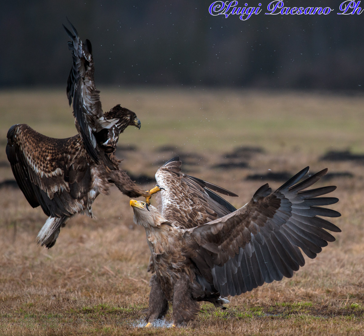 Aquila di Mare(Haliaeetus Albicilla)
