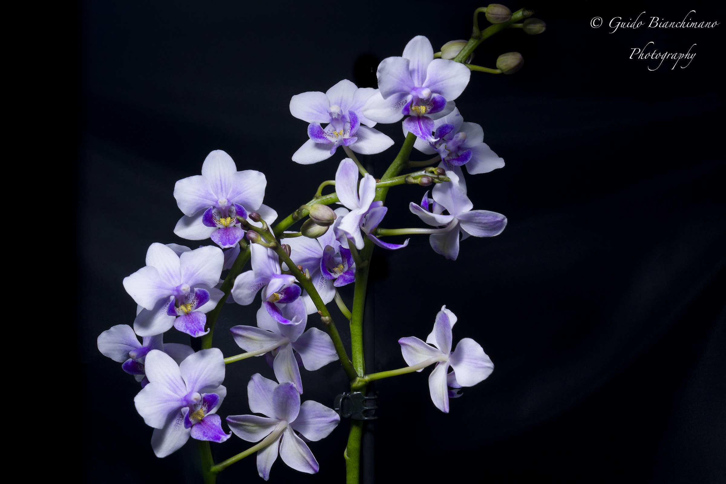 Orchidea Color Makeup