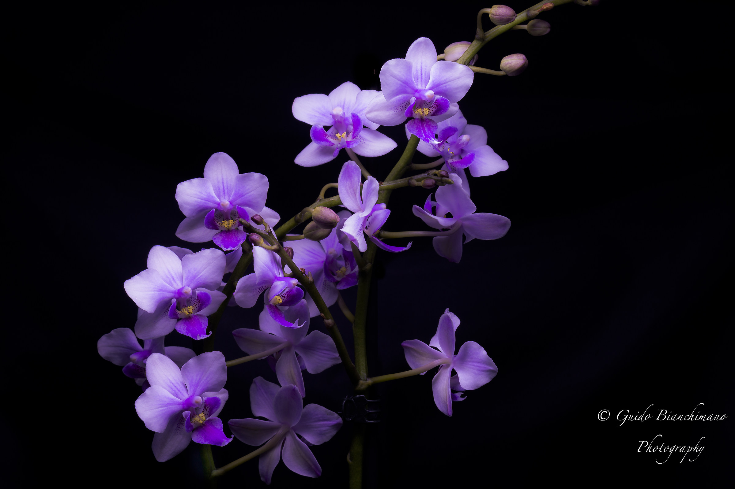 Orchidea Color Makeup