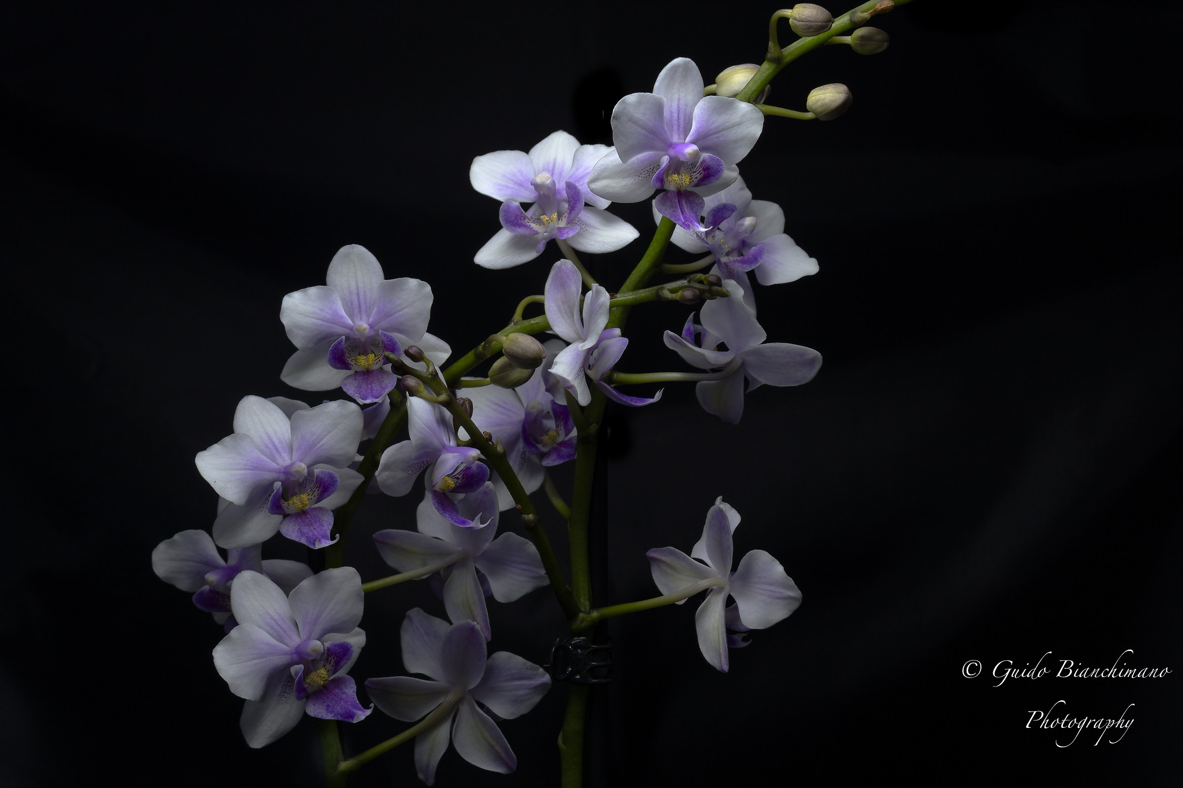 Orchidea Color Makeup