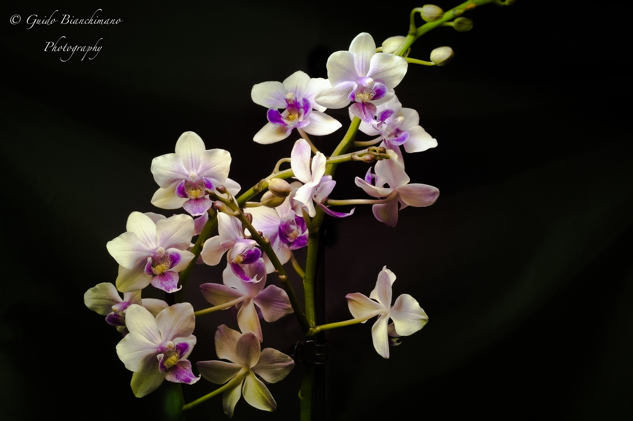 Orchidea Color Makeup