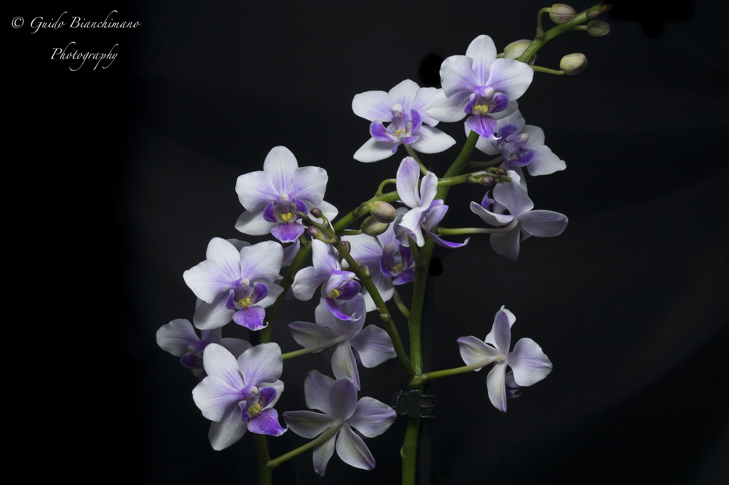 Orchidea Color Makeup