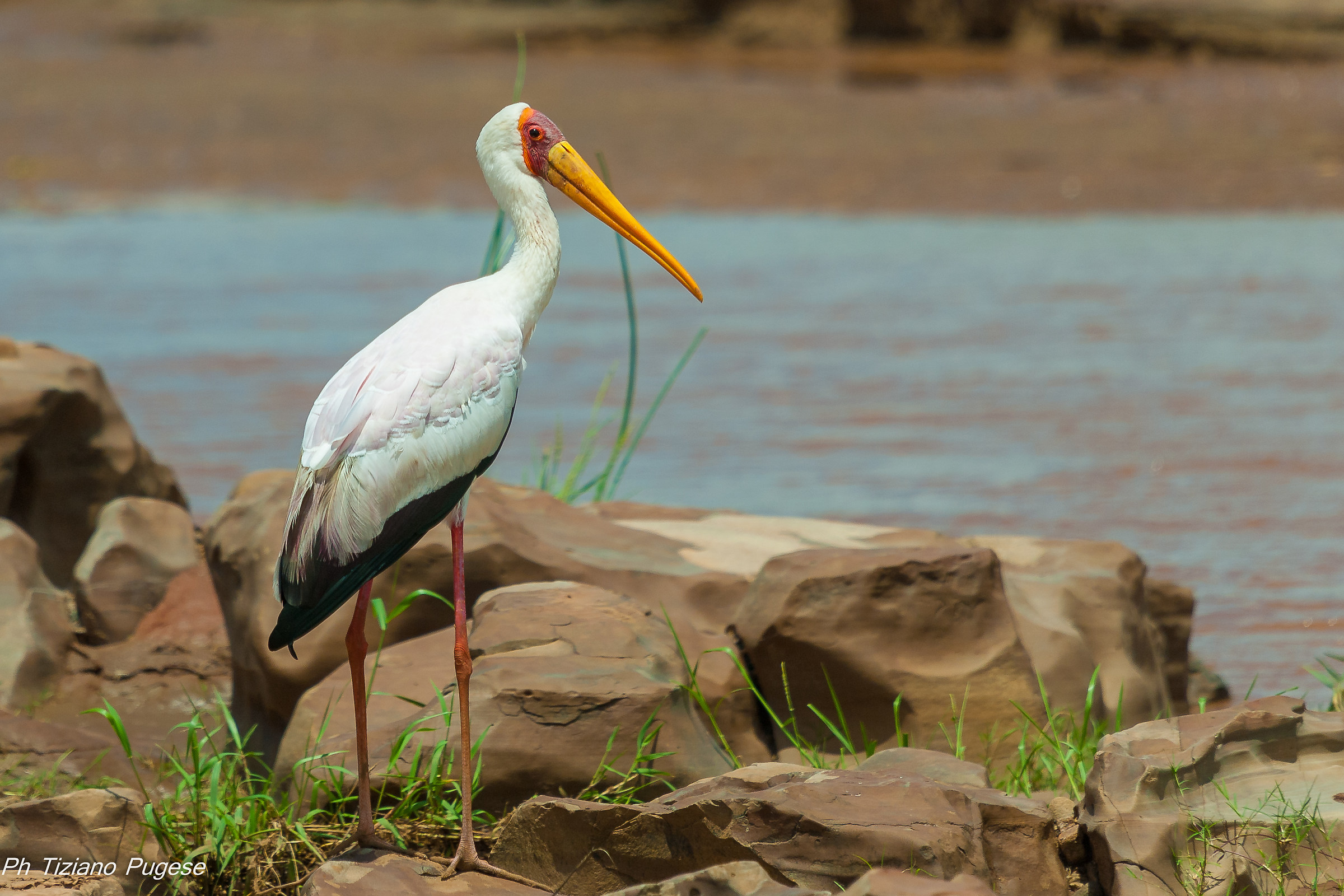 Tantalo dal becco giallo