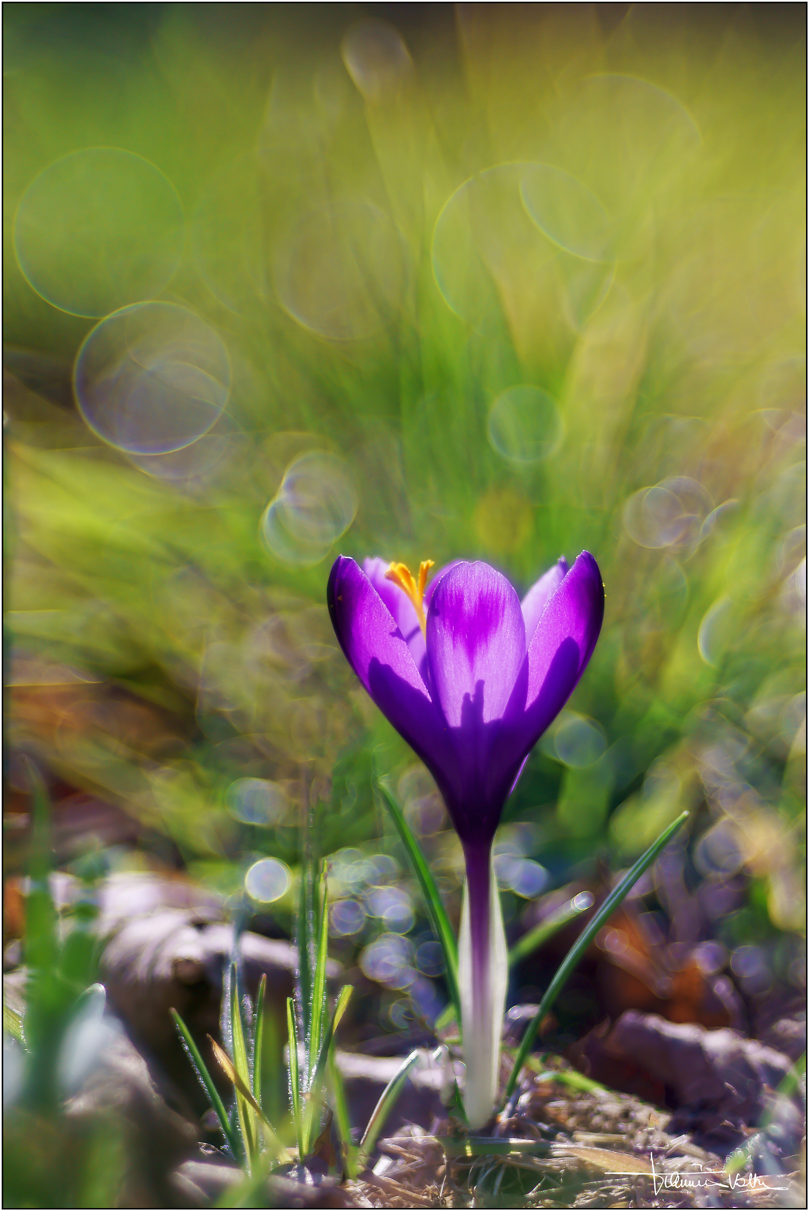 Crocus vernus.