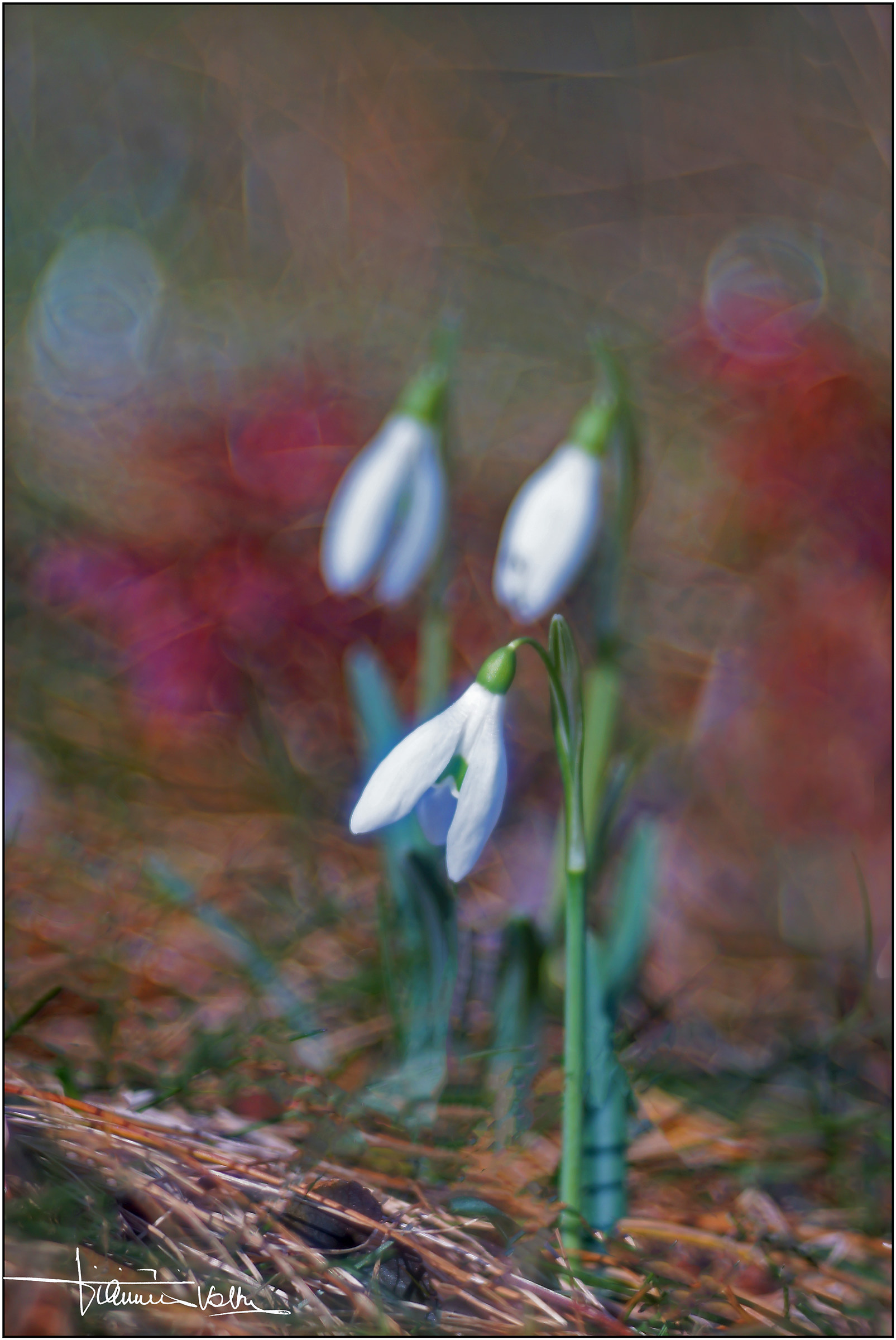 Galanthus nivalis.