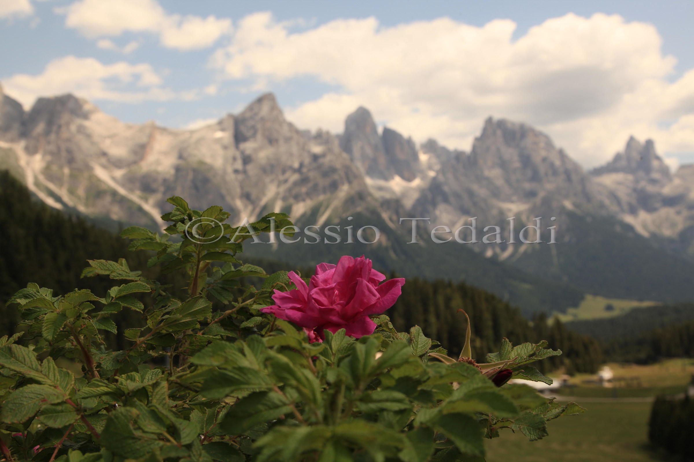 un fiore nell'immensità