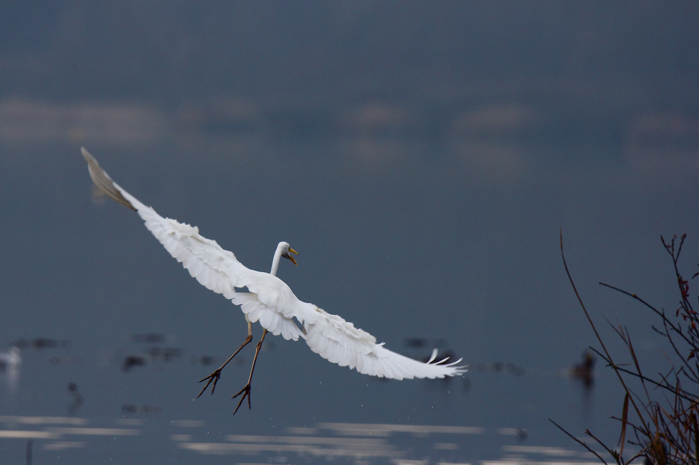 in volo verso  il canneto