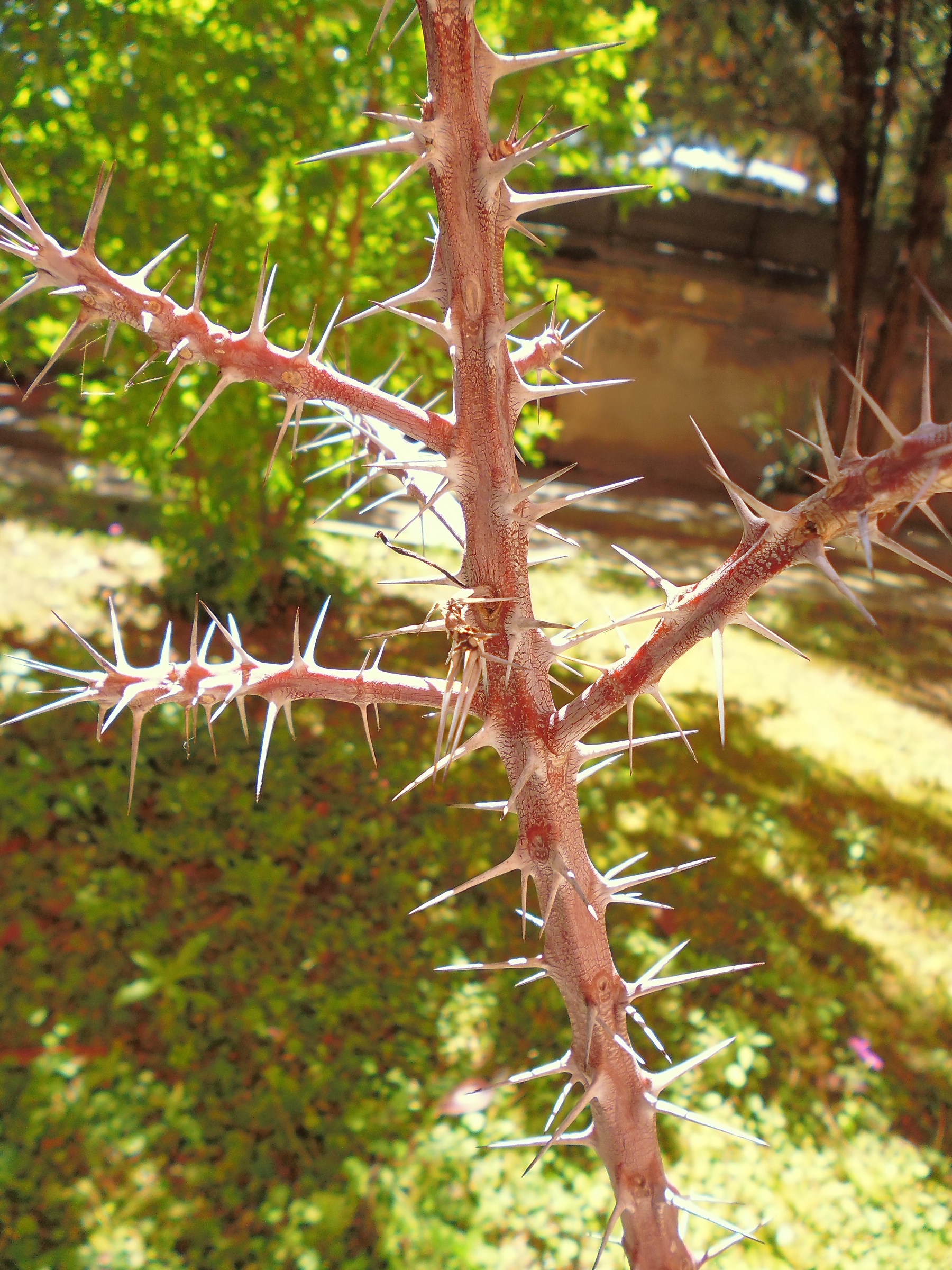 Only thorns and no flowers